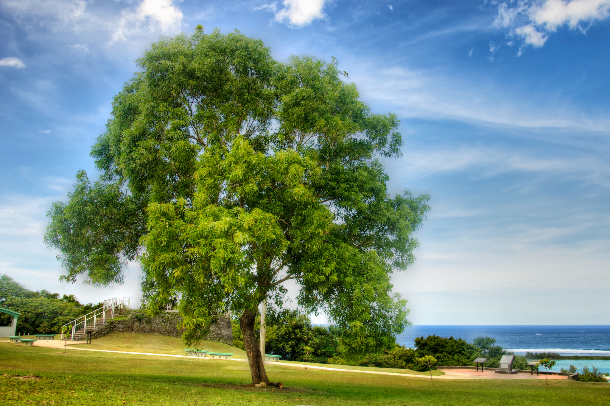 Fort Apugan Tree