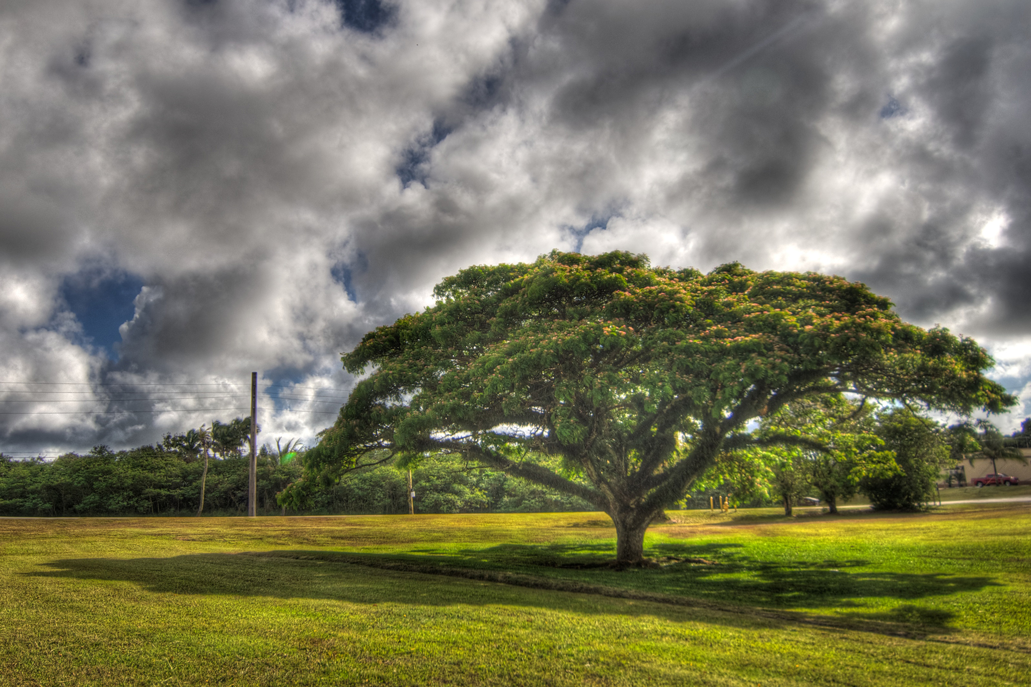 Nimitz Tree