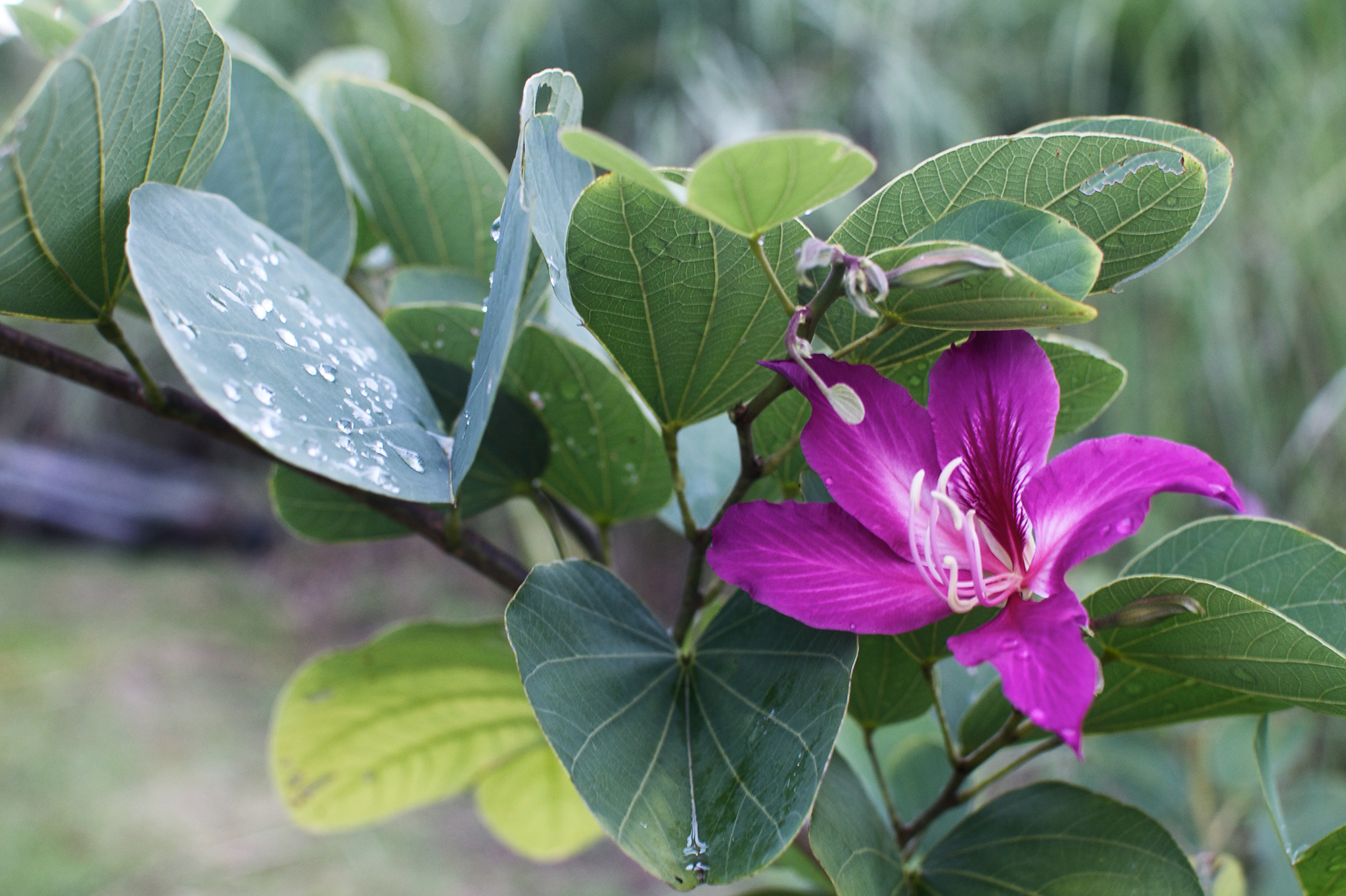 Orchid Tree