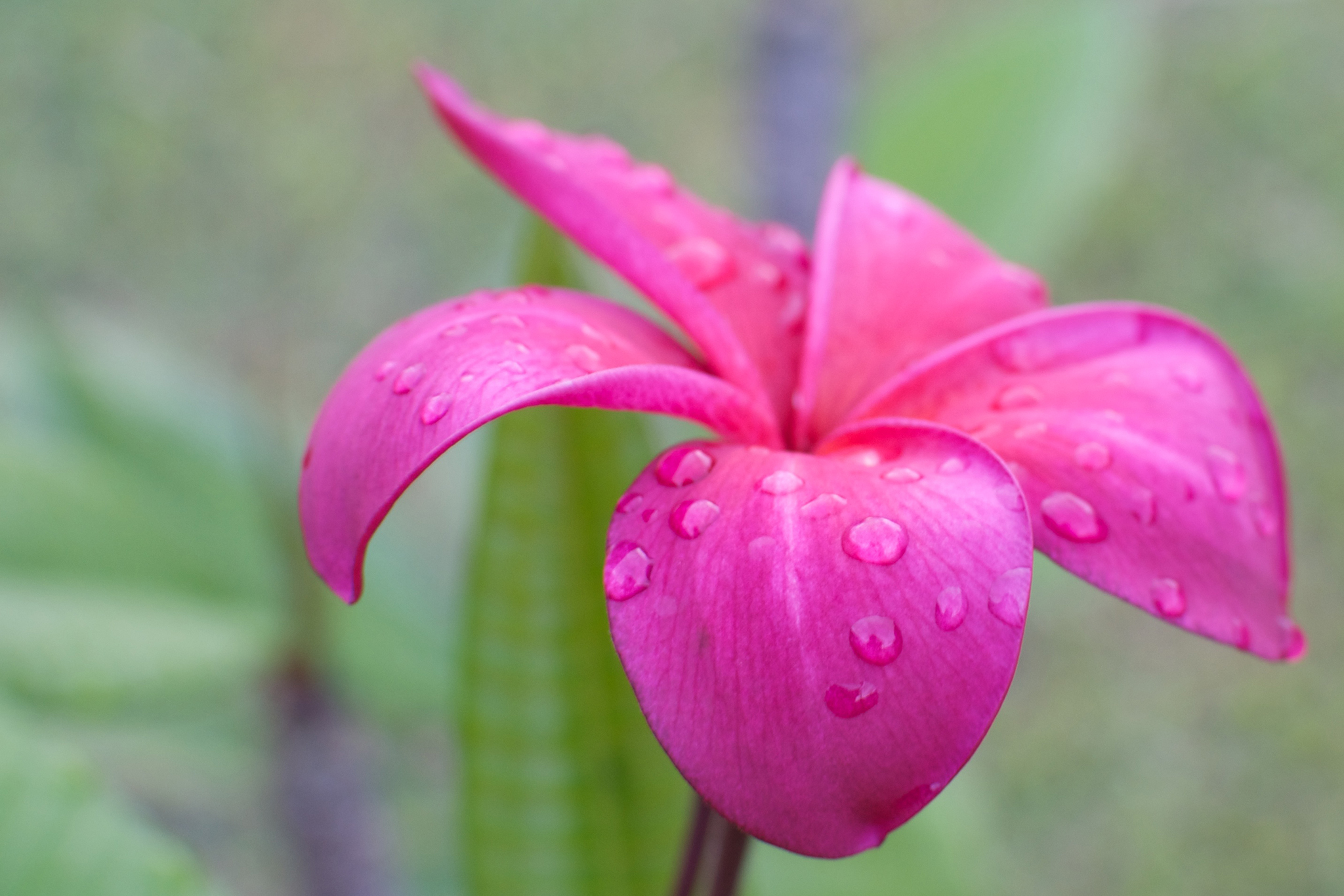 Red Plumeria