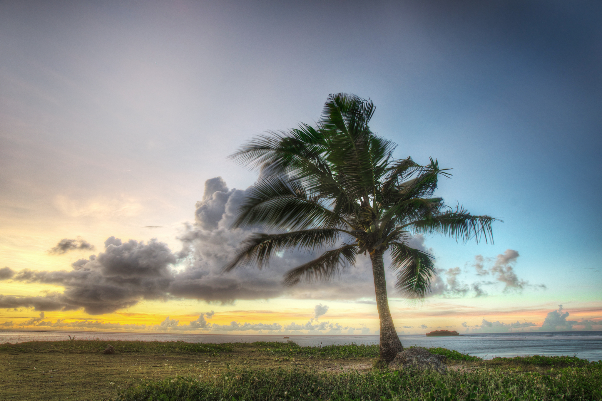 Asan Coconut Tree