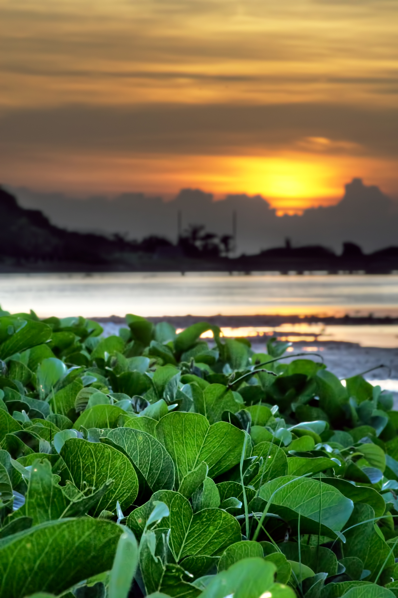 Morning Glory Sunset