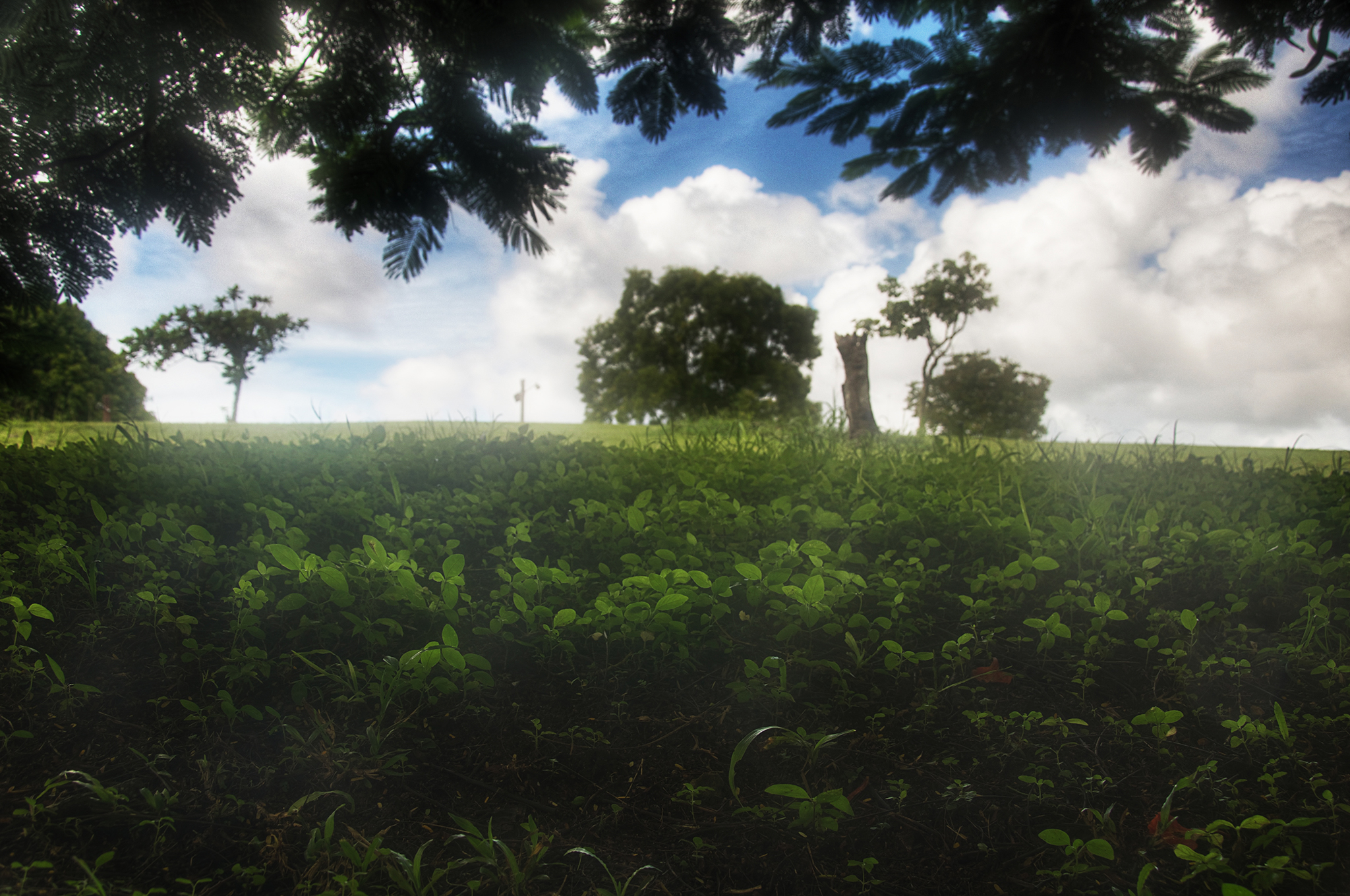 Under the Shade