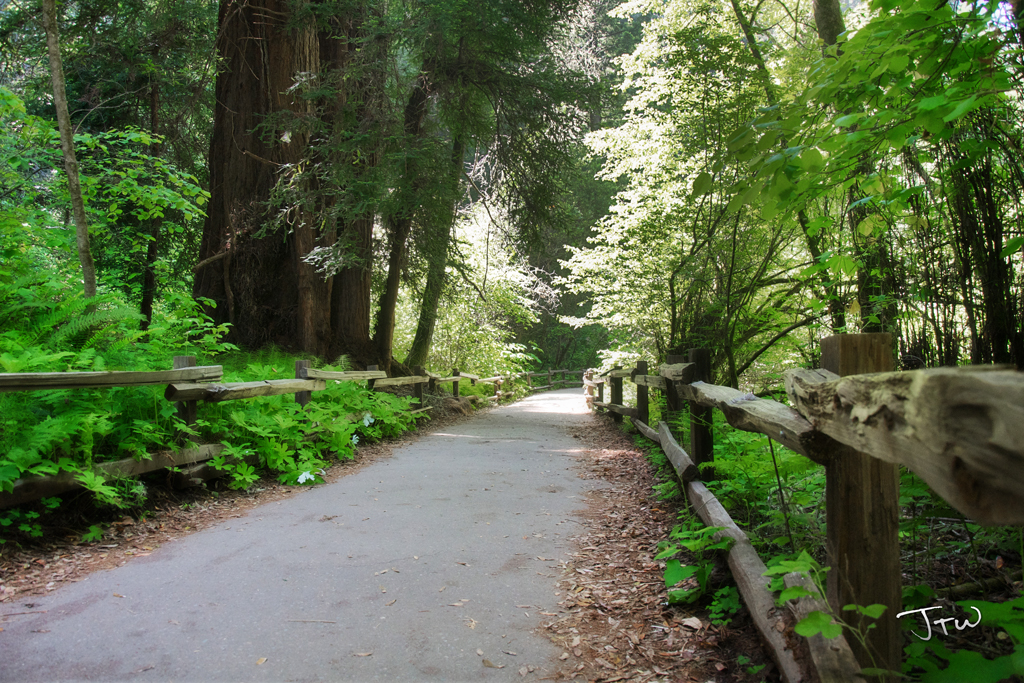Muir Woods Walking Path