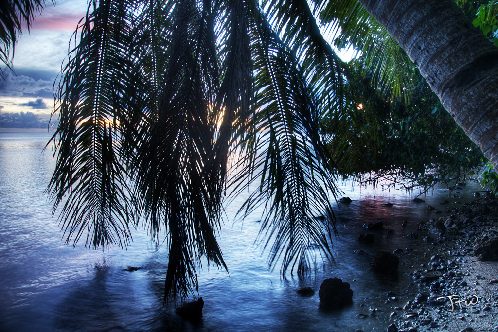 Hanging Fronds