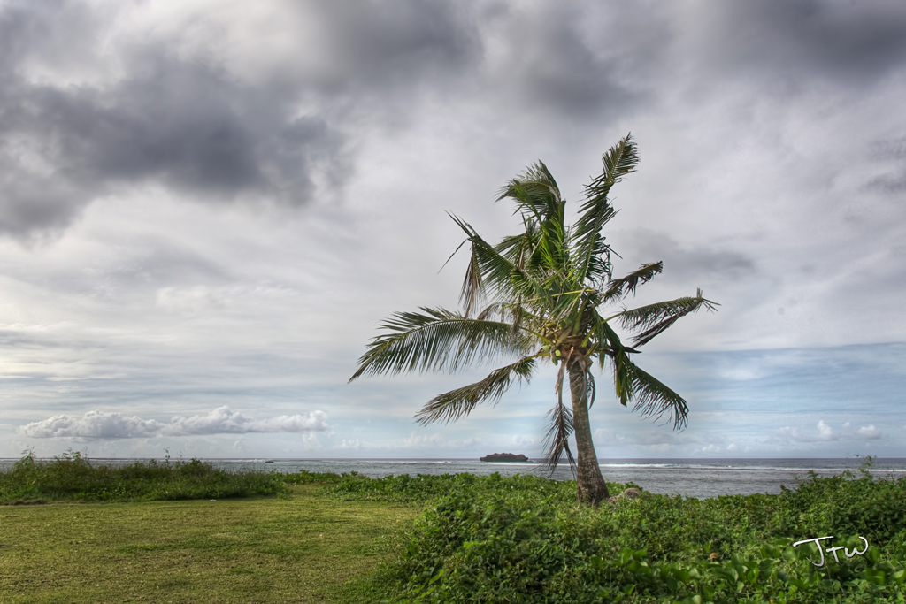 Asan Tree