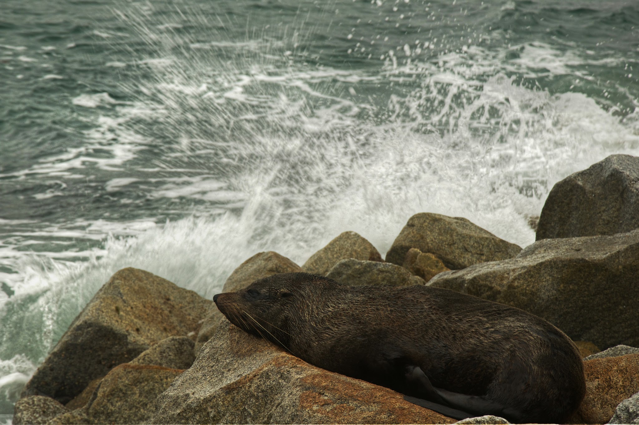 Narooma Seal